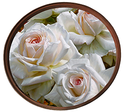 Круглый постер "Белые розы", арт. pk-li6
